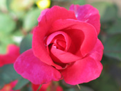 rose.jpg