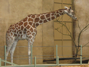 zoo_20070606.jpg