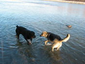 dogs_20030511.jpg