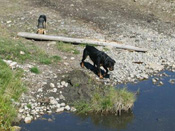 dogs_20030910.jpg