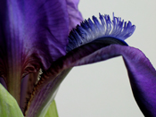 irises_20070429.jpg