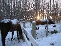 IMG_1315.jpg