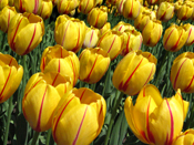 tulipfestival_2007.jpg