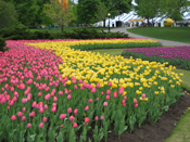 tulipfest.jpg